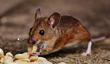 24 Hour & Emergency Exterminators in Kalispell, MT